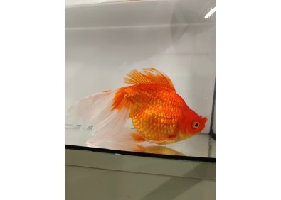 Japonais sur photo 26 (22cm)