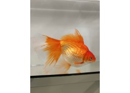 Japonais sur photo 27 21cm