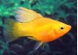 Platy voile variatus marigold