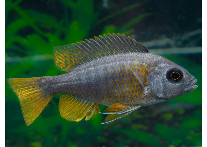 Aulonocara sp. peacock blue