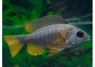 Aulonocara sp. peacock blue