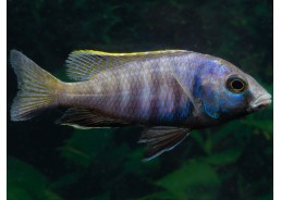 Placidochromis electra
