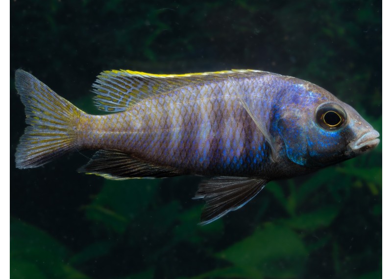 Placidochromis electra