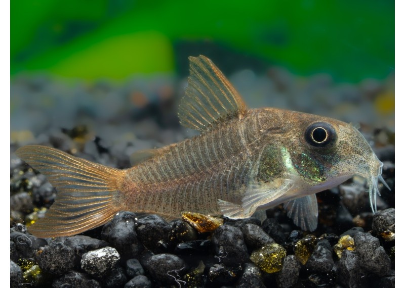 Corydoras concolor