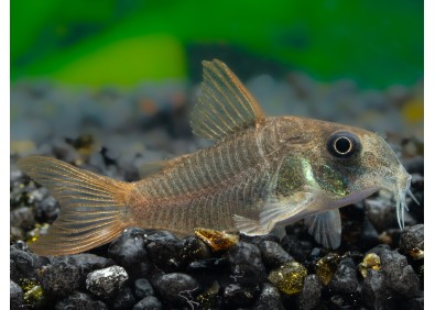Corydoras concolor