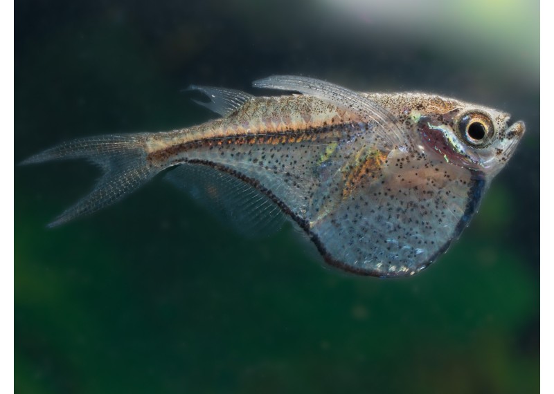 Carnegiella myersi