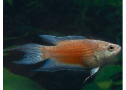 Poisson paradis fire and ice