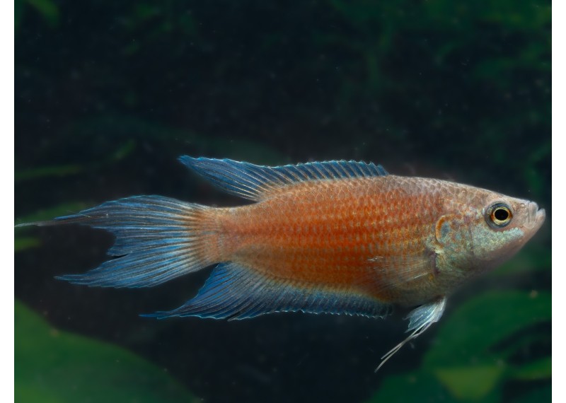 Poisson paradis fire and ice