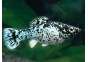 Molly dalmatien néon