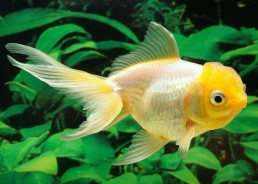 Oranda yellow cap