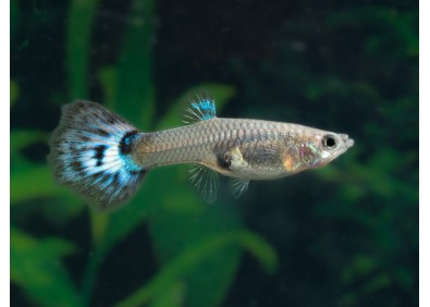 Guppy femelle select bleu diamant