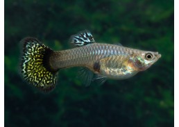 Guppy femelle select mosaic...