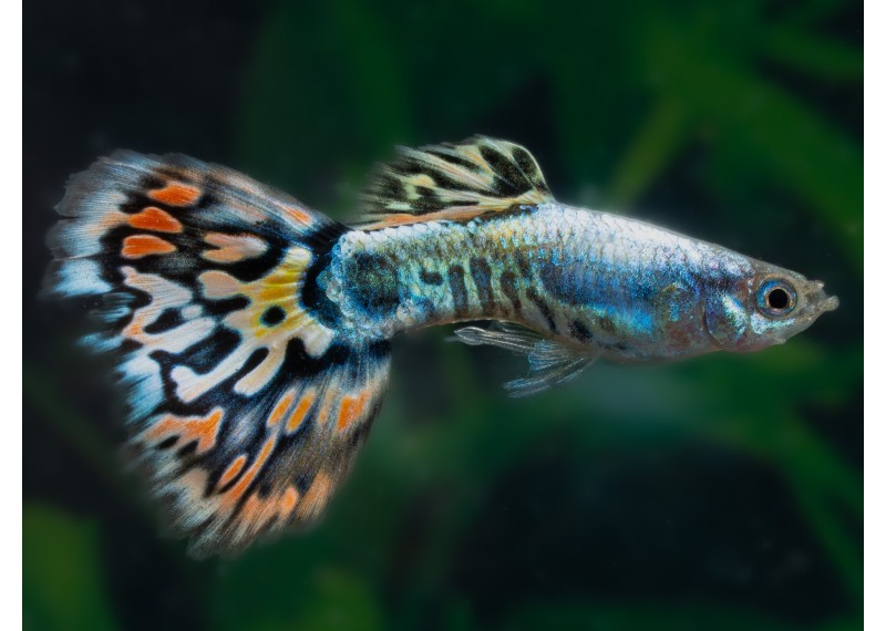 Guppy mâle silver léopard