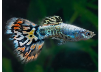 Guppy mâle silver léopard