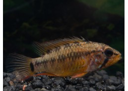 Apisto viejita (femelle)