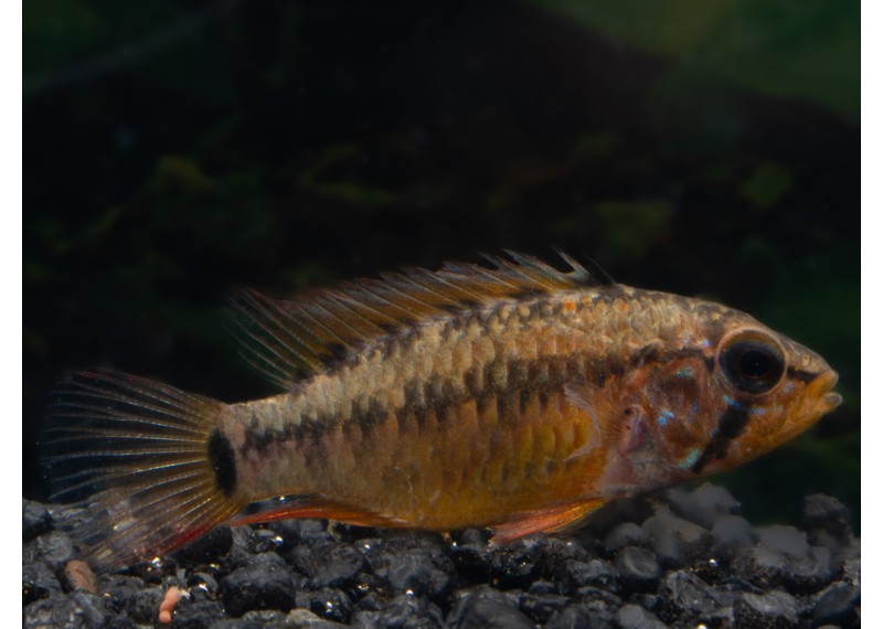 Apisto viejita (femelle)
