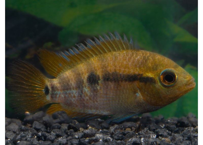 Herotilapia multispinosa
