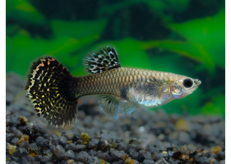 Guppy femelle select mosaic