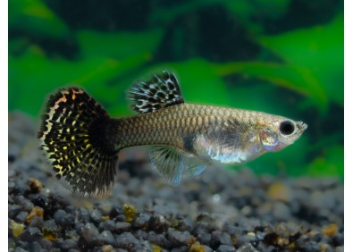 Guppy femelle select mosaic