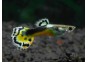 Guppy mâle cobra vert tuxedo