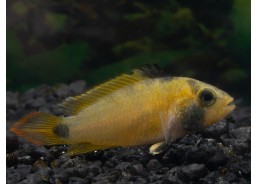 Apisto nijsseni (femelle)