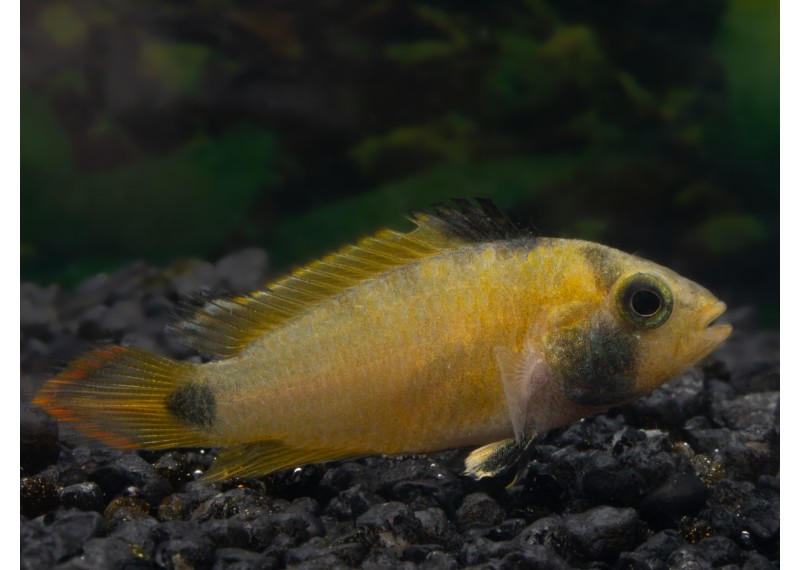 Apisto nijsseni (femelle)
