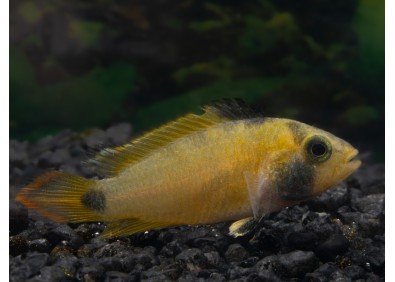 Apisto nijsseni (femelle)