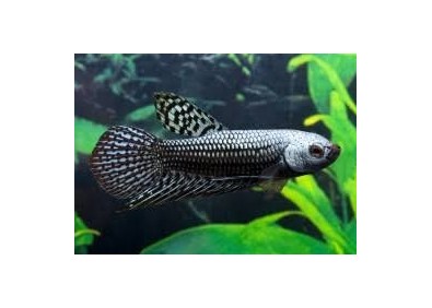 Betta femelle hybrid alien silver metal