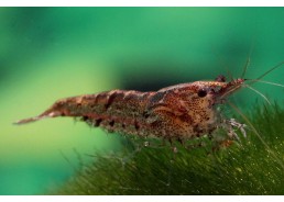 Crevettes babaulti bronze