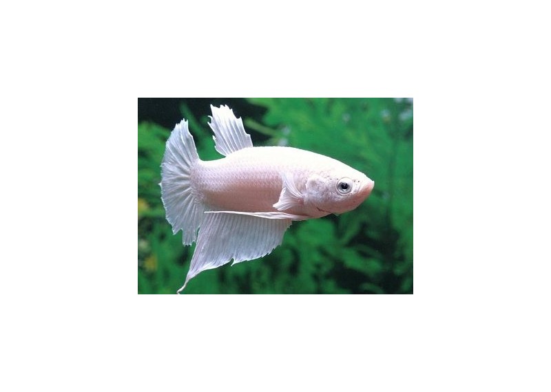 Betta plakat mâle platinum white