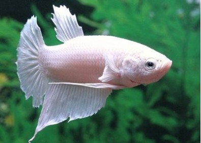 Betta plakat mâle platinum white