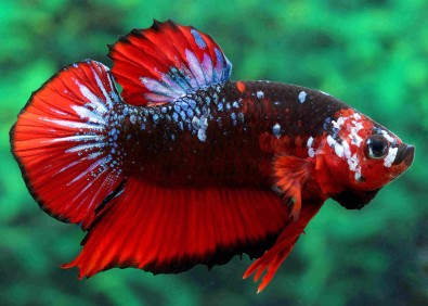 Betta plakat mâle select avatar