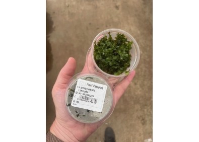 Lomariopsis lineata - Cup 80cc