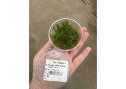 Pearl mousse - Cup 80cc