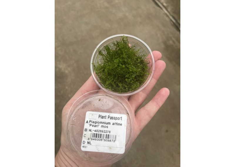 Pearl mousse - Cup 80cc