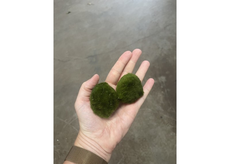 Chladophlora (mosbal) 4-5 cm L