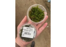 Vesicularia montagnei -...