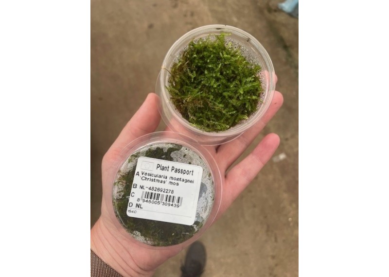 Vesicularia montagnei - Christmass mos - Cup in Vitro