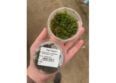 Vesicularia montagnei - Christmass mos - Cup in Vitro