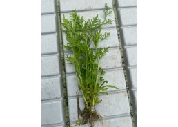 Ceratopteris thalictroides...