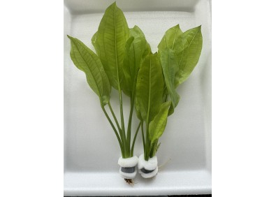 Echinodorus paniculatus (amazone) - Bouquet