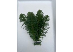 Limnophila sessiliflora -...