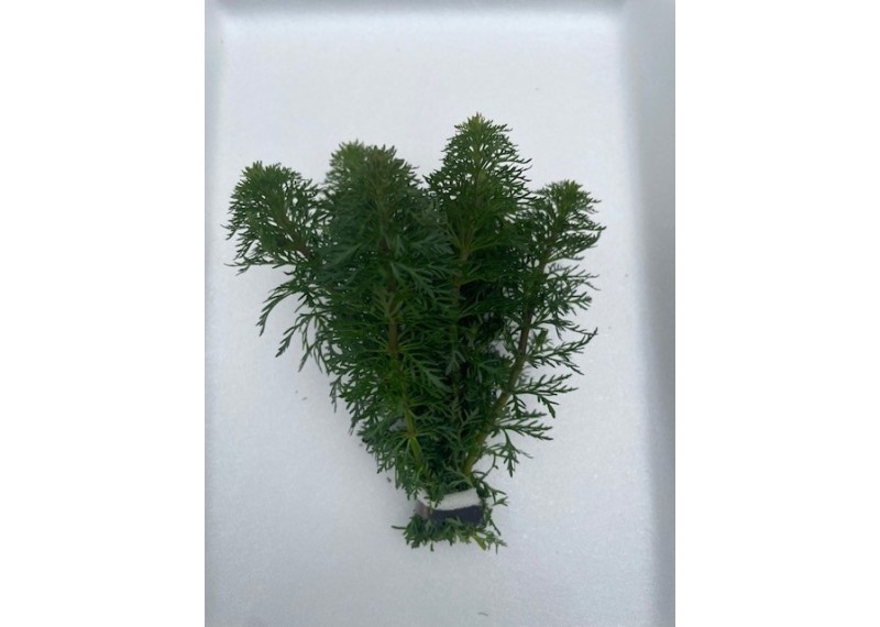 Limnophila sessiliflora - Bouquet
