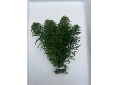 Limnophila sessiliflora - Bouquet