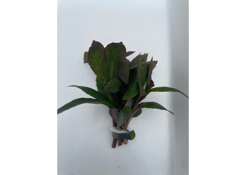 Lobelia cardinalis- Bouquet