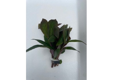 Lobelia cardinalis- Bouquet