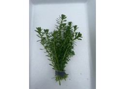 Rotala bossii - Bouquet