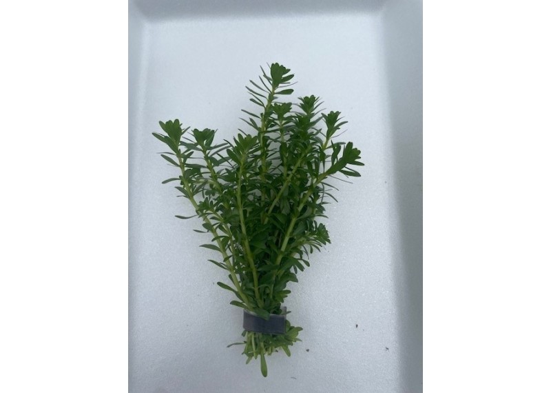 Rotala bossii - Bouquet