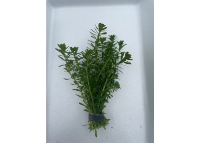 Rotala bossii - Bouquet