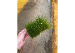 Eleocharis sur tapis (10x15...